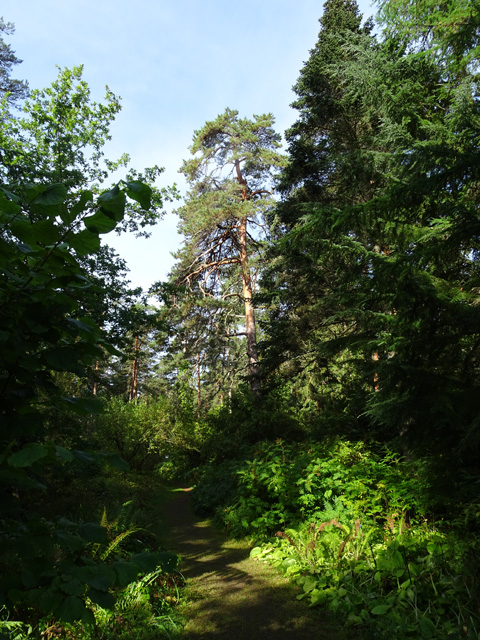 Aamukahvit