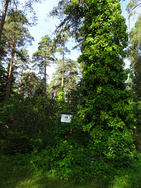 Aamukahvit